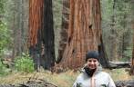 Sempre feliz quando se está próximo às maravilhosas sequoias, na Mariposa Grove, no Yosemite National Park, na Califórnia, nos Estados Unidos